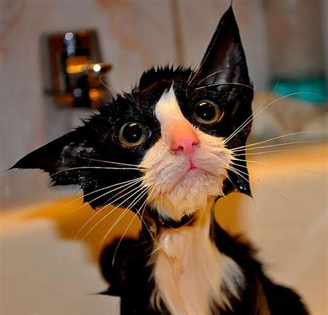 Stop What You're Doing And Look At These Hilarious Pictures of Wet Cats