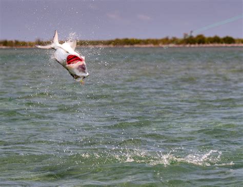 7 Must-Know Tarpon Fly Fishing Tips for Beginners | Yellow Dog