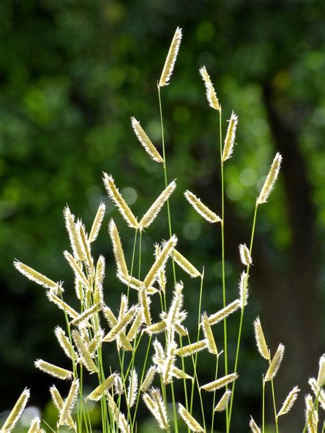 29 best images about Grasses on Pinterest | Feathers, Plants and Of life