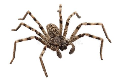 Sp Do Lycosa Da Aranha De Lobo Imagem de Stock - Imagem de predador, invertebrado: 28697751