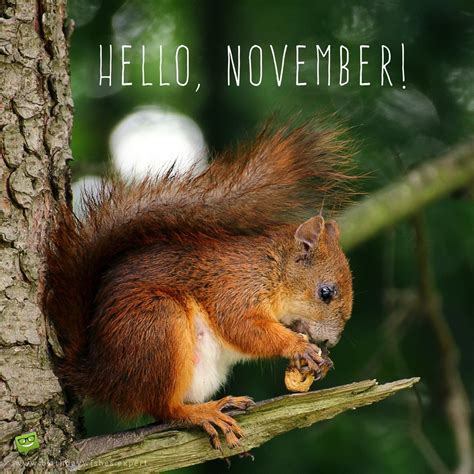 What Is November Animal - novemberjullla