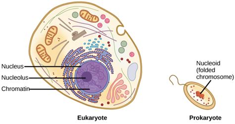 Structure Of Living Organisms