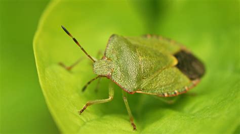 Common Green Shield Bug | The Wildlife Trusts