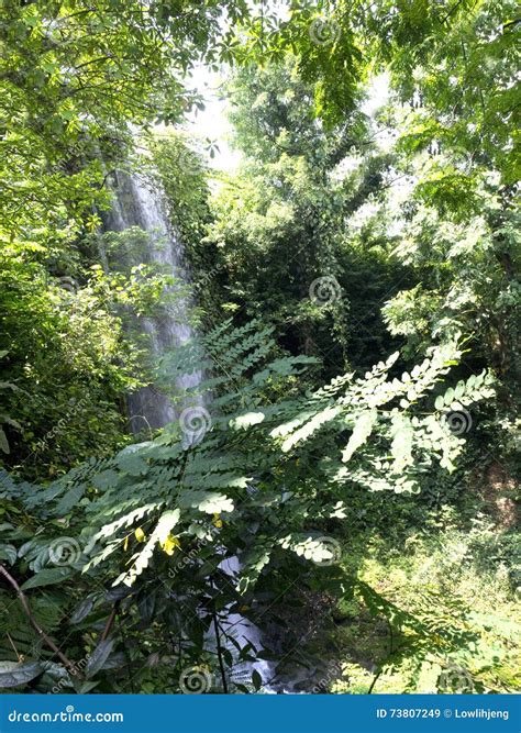 Waterfall stock image. Image of plants, cascade, leafy - 73807249