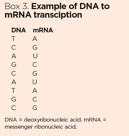 Practicing Dna Transcription And Translation Answer Key ...