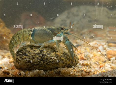 Noble crayfish (astacus astacus) hi-res stock photography and images - Alamy