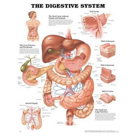 Matsmältningssystemet | Anatomiplanscher | Anatomi | Matsmältningssystemet affisch | Digestive ...