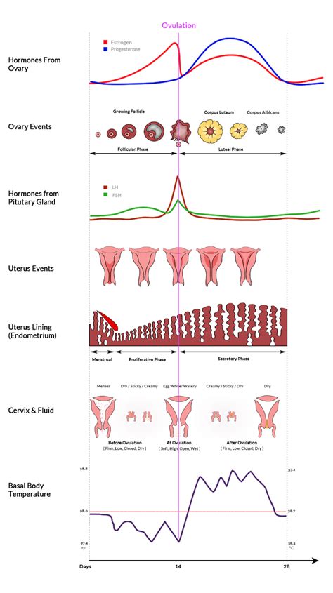 Ovulation - Understanding Ovulation to Get Pregnant