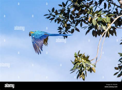 Blue parrot in flight Stock Photo - Alamy