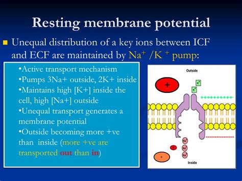 PPT - Resting Membrane Potential PowerPoint Presentation, free download - ID:3586606