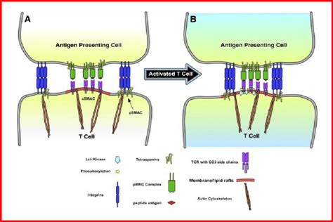 Illustrates the interaction of membrane /lipid rafts with the ...