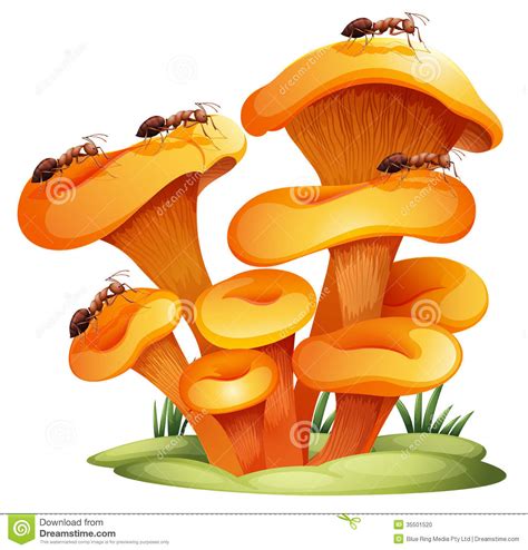 Fungus clipart 20 free Cliparts | Download images on Clipground 2024