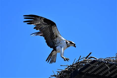 Osprey Landing, Photograph by Jo-Ann Matthews - Pixels