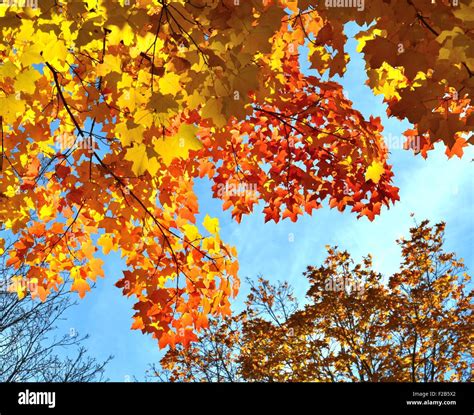 Fall color in Devil's Lake State Park near Baraboo, Wisconsin Stock ...