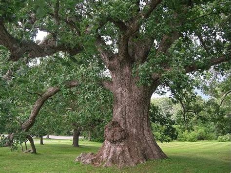 Which Trees Produce the Most Oxygen - Tree Secrets