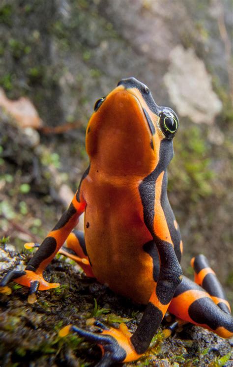 Amphibians - Panama Wildlife Conservation