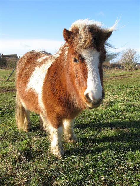 File:Shetland pony 20090117.jpg - Wikimedia Commons