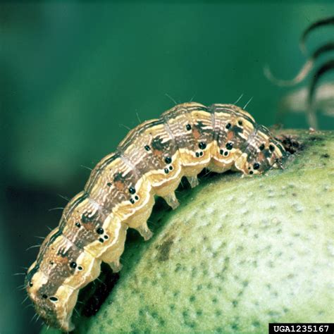 corn earworm, tomato fruitworm (Helicoverpa zea)