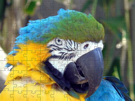 Free Animal Jigsaw Games - Jigsaw Puzzles of Animals