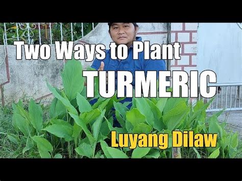 Paano mag-tanim ng Luyang Dilaw / How to plant Turmeric - YouTube