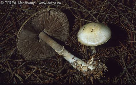 TERRA Alapítvány - Agaricus silvicola (Vitt.)Sacc. - Karcsú csiperke