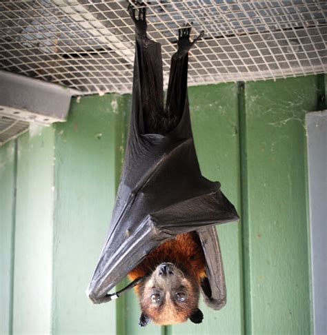 Go Batty at the University of Florida Bat Houses • Authentic Florida