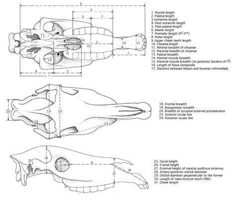 1.Hipparion Cranium - [Véra Eisenmann]