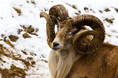 urial by redbeard31 | Large animals, Animal games, Nature animals