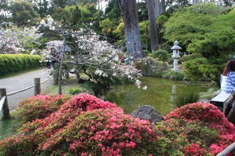 Spring is in Bloom at the Japanese Tea Garden | Marin Mommies