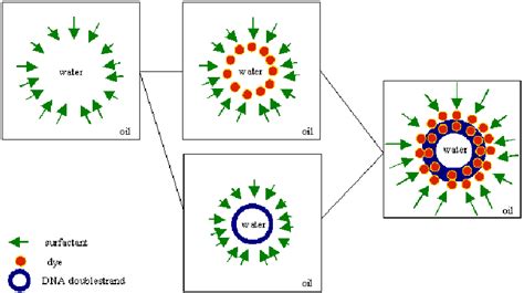 Preparation scheme of microemulsion systems applied as templates for ...