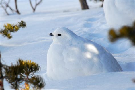 Wild Profile: Meet the ptarmigan - Cottage Life