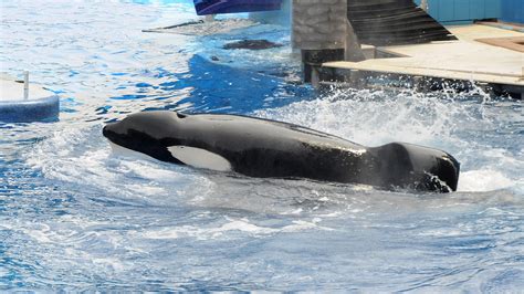 Disturbing Details Found In SeaWorld Trainer Dawn Brancheau's Autopsy Report