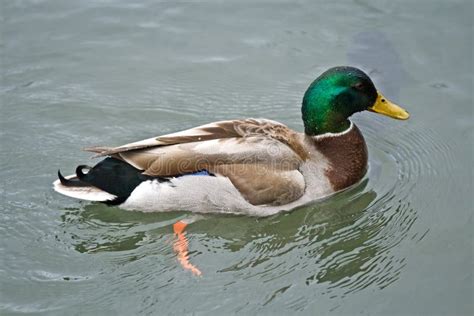 Drake Mallard Duck Swimming at the Local City Park Stock Image - Image of common, park: 4919729