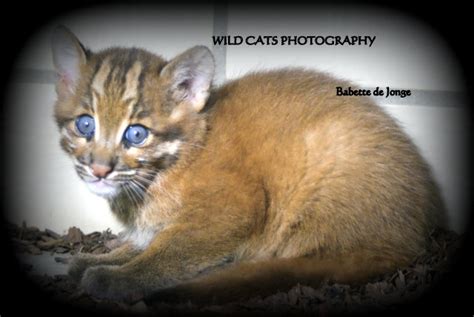 Asian Golden Cat (Pardofelis Temminckii) - Wild Cats Magazine