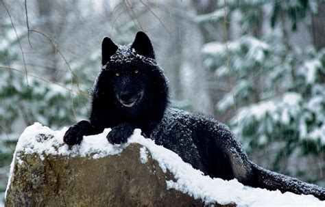 White Wolf : Scientists Say The "Black Wolves" Are Actually Earliest ...