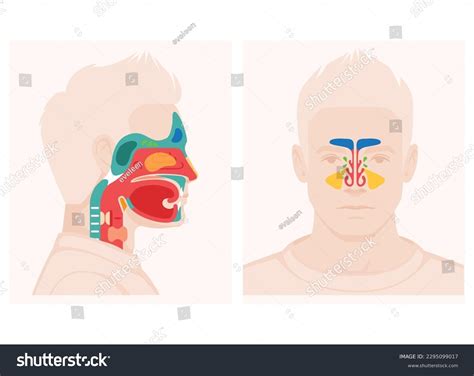 Nose Anatomy Cross Section Diagram Showing Stock Vector (Royalty Free ...