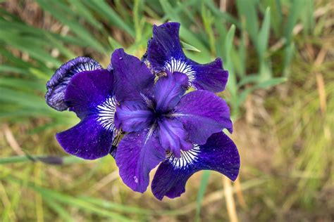 Iris Plant Images - roxpinkblue