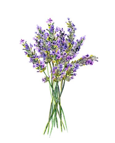Lavender Flowers Bunch Watercolor Stock Illustration - Download Image ...