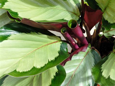 Why Are Calathea Plant Leaves Curling? - Plant Index