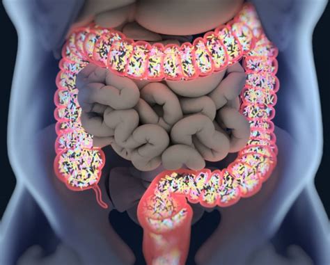 What is the Gut Microbiome and How Does it Relate to Diabetes? – Diabetes Daily