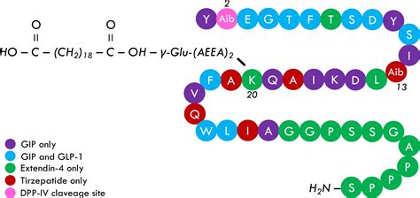 Frontiers | Basal insulin intensification with GLP-1RA and dual GIP and ...