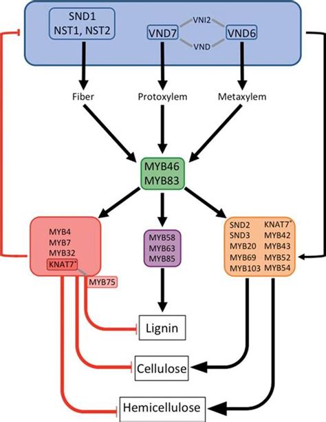 An overview of the transcriptional network regulating secondary cell wall biosynthesis in ...