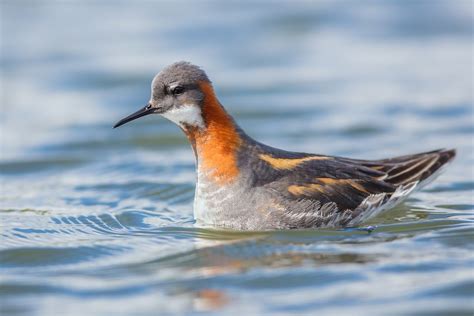 Red-necked Phalarope | Iceland 2017 | Phil Gower | Flickr