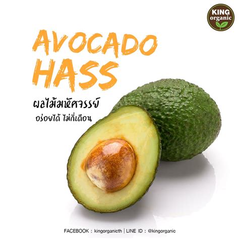 AVOCADO HASS | Tropical Green