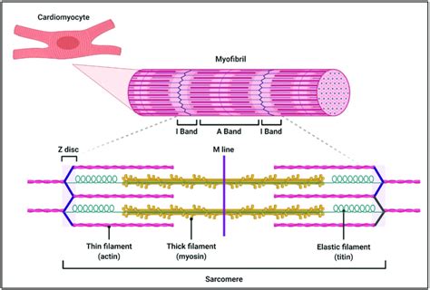 44 sarcomere diagram labeled