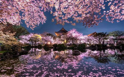 桜、夕方、日本のお寺、春、日本庭園の桜 高画質の壁紙 | Pxfuel