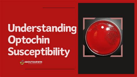 Identifying Streptococcus pneumoniae Using Optochin Test