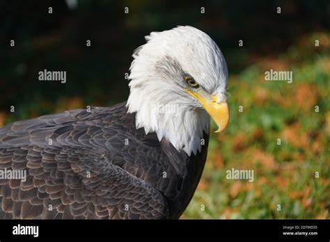 Bald Eagle Closeup Stock Photo - Alamy