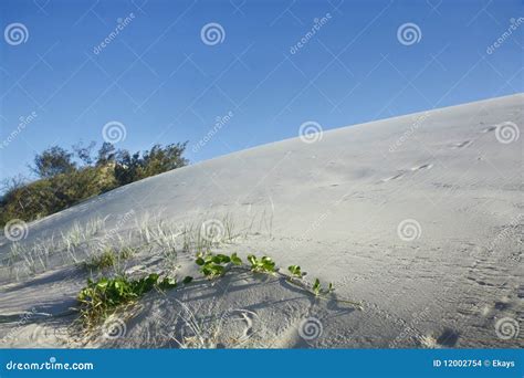 Sand Dunes at Fraser Island Stock Photo - Image of tourism, sandy: 12002754