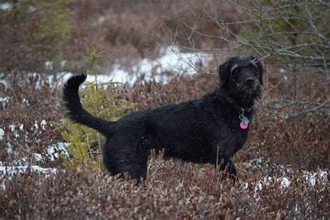 Schnauzer lab mix Bif on the trails | Schnauzer mix, Lab mix, Schnauzer